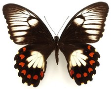 Papilio aegeus keianus gebraucht kaufen  München