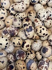 Jumbo pharoah coturnix for sale  Spring Grove