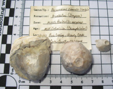 Ordovician bromide oklahoma for sale  WAKEFIELD