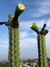 Yungasocereus inquisiviensis r for sale  PENZANCE
