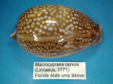 Macrocypraea cervus giant d'occasion  Conty