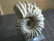 Ammonite albien madagascar d'occasion  Pavilly