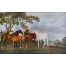 Mares foals g for sale  LONDON