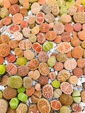 Live lithops plant for sale  Chantilly