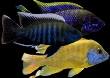 Juvenile mixed hybrid for sale  Tyngsboro