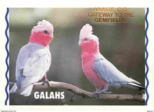 Animaux oiseaux cacatoès d'occasion  Fruges