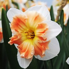 Narcisi cipolle fiori usato Narcisi cipolle fiori usato  Spedire a Italy