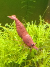 Lot crevettes sakura d'occasion  Arcachon