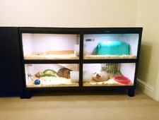 Indoor guinea pig for sale  STOKE-ON-TRENT