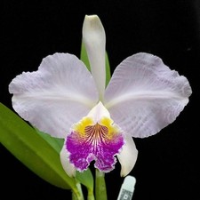 cattleya for sale cattleya for sale Los Angeles