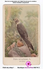 Oiseau bird busard d'occasion  Chaumont