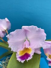 Cattleya trianae president for sale  San Francisco