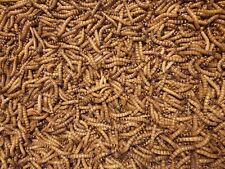 Predator foods superworms for sale  Lakeside