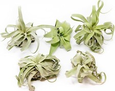 Medium streptophylla air for sale  Saint Augustine