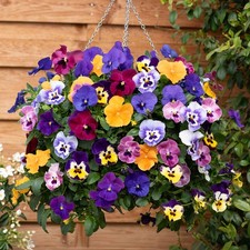 Pansy top wave for sale Pansy top wave for sale  PETERBOROUGH