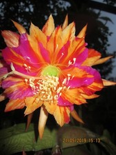 Epiphyllum blattkaktus pflanze gebraucht kaufen  Reichenbach im Vogtland