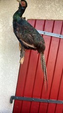 Faisan naturalisé taxidermie d'occasion  Gujan-Mestras