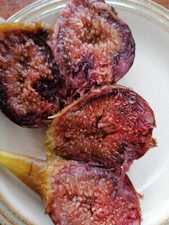 Years old bare for sale Years old bare for sale  MAIDSTONE