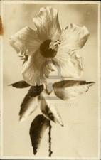 Rppc hawaii c1910 d'occasion  Expédié en Belgium