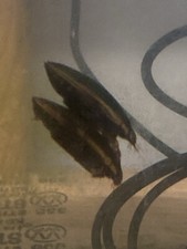 diving beetle for sale diving beetle for sale Angleton