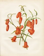 Fritillaria Recurva California Flower Botany Robinson Litho comprar usado  Enviando para Brazil