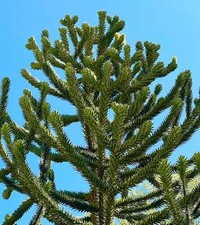 Araucaria araucana monkey usato  Napoli