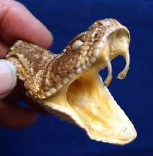 Western diamondback rattlesnak for sale  Dublin