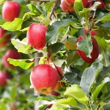 Gala apple tree for sale  Grifton