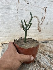 Bonsai euphorbia tirucalli usato  Mazara del Vallo