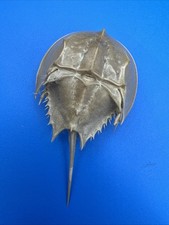 Horseshoe crab molt for sale  Pelham