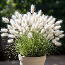 Mr. fothergill grass for sale  Milwaukee