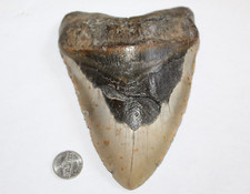 Megalodon shark tooth d'occasion  Expédié en Belgium
