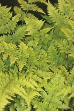 Dryopteris dilatata crispa for sale  BIDEFORD