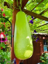 Seeds grown cylindrical for sale  LONDON