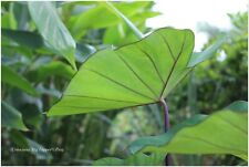 Colocasia big dipper d'occasion  Arzacq-Arraziguet