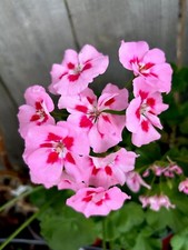 Geranium pink red for sale  San Jose