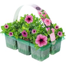 Petunia surfinia pink for sale  UK