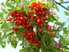Extra fertile goji d'occasion  Expédié en Belgium
