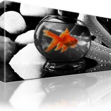 Goldfisch haustier aquarium gebraucht kaufen  Deutschland