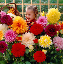 Dahlia tubers dinnerplate for sale  UK