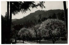 Japon yoshino vallée d'occasion  Pagny-sur-Moselle