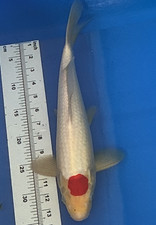 15.50 inches tancho d'occasion  Expédié en Belgium