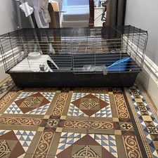 Indoor guinea pig for sale  BLACKBURN