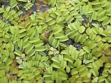 pianta galleggiante acquario usato pianta galleggiante acquario usato Aci Catena