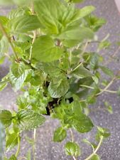 Garden mint herb for sale  CHATHAM