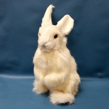 real bunnies for sale real bunnies for sale Fort Wayne