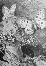 1877 antica stampa usato  Pozzallo