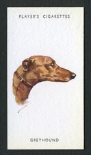 Greyhound players dog for sale  COLEFORD
