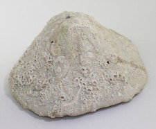 Seeigel clypeaster tertiär gebraucht kaufen  Weeze