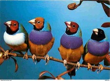 Animaux oiseaux diamant d'occasion  Fruges